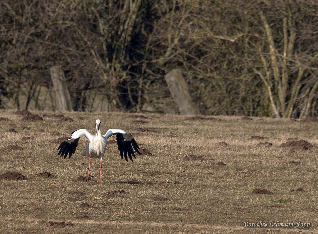 Weissstorch