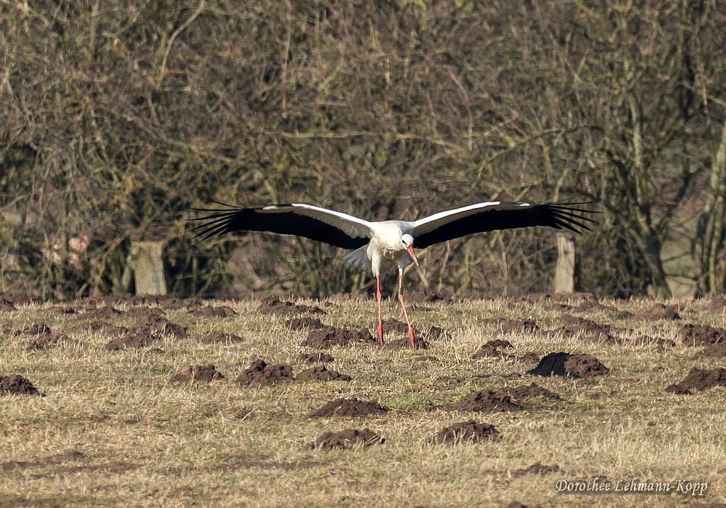 Weissstorch