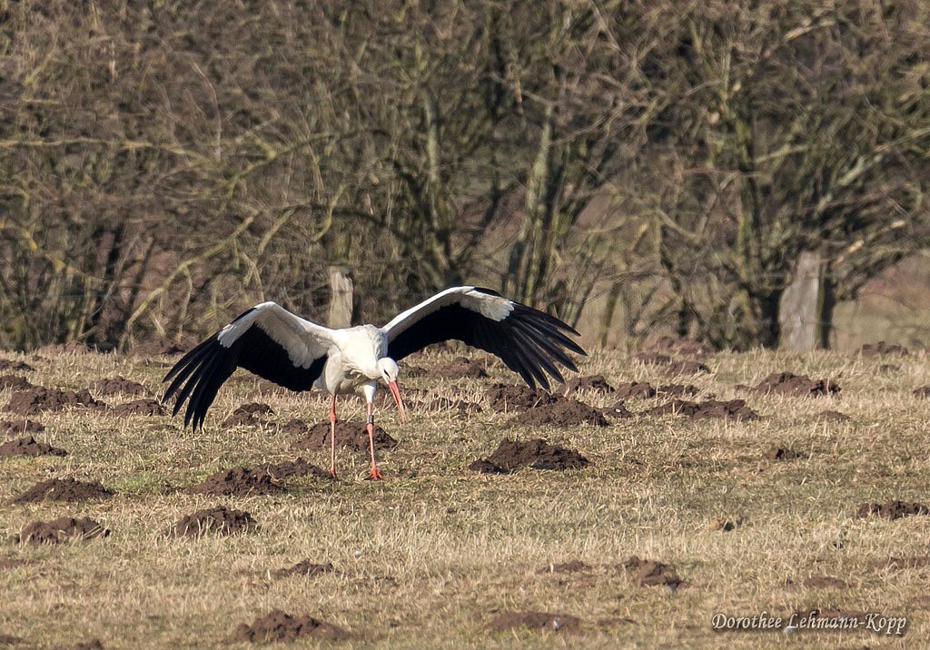 Weissstorch