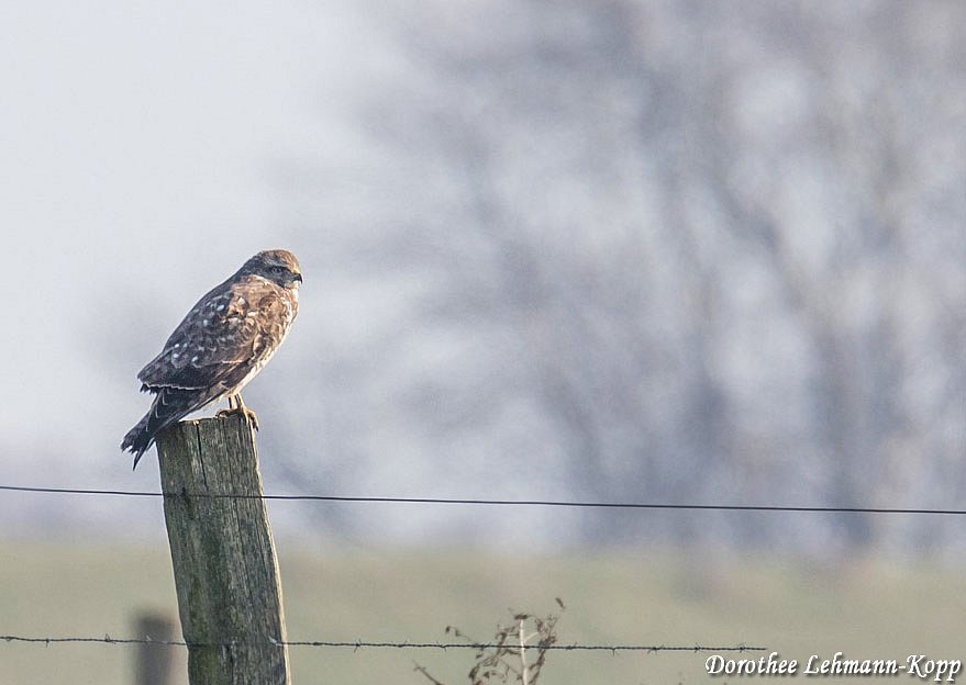 Bussard