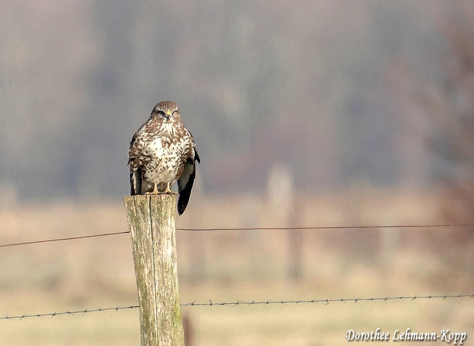 Bussard