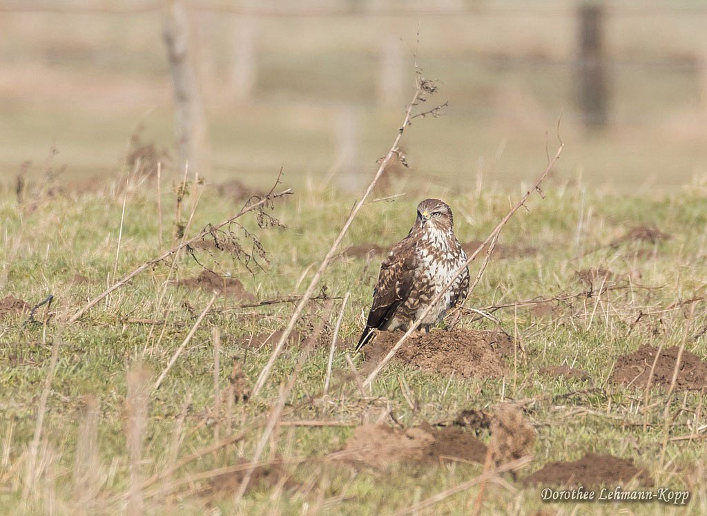 Bussard