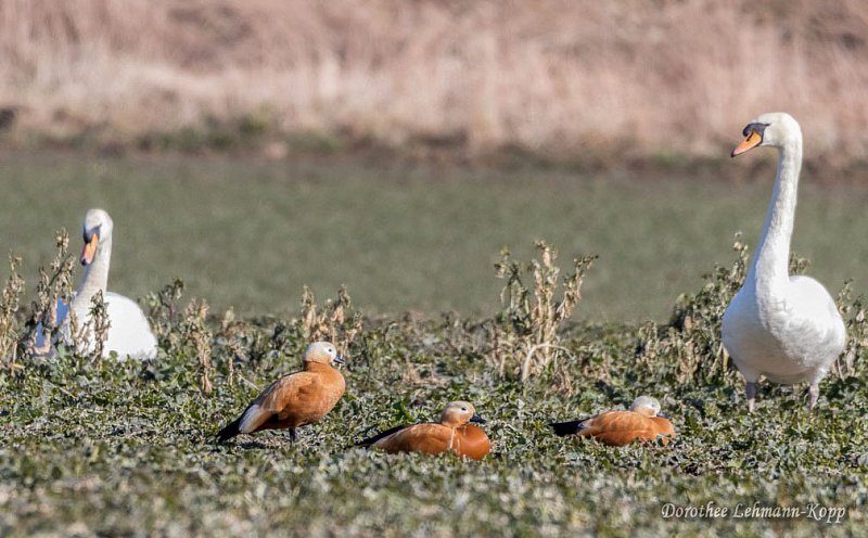 Rostgaense Dorothee LehmannKopp