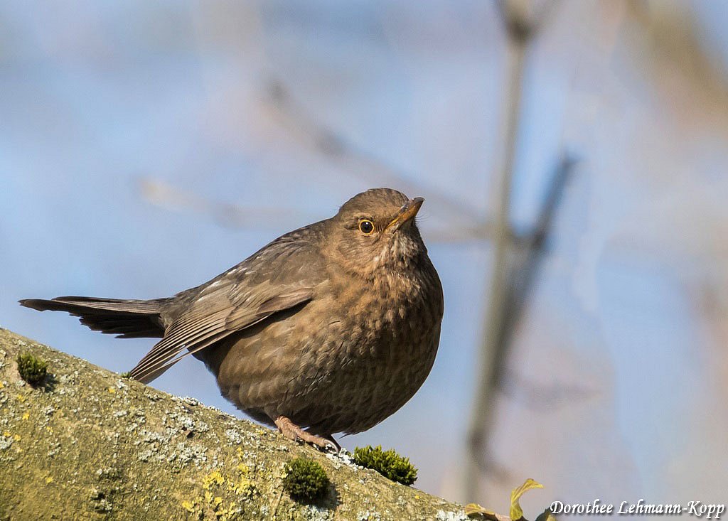 Amsel w