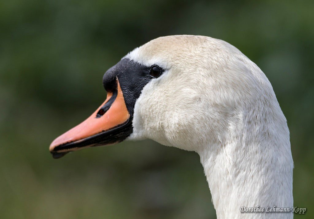 Schwan