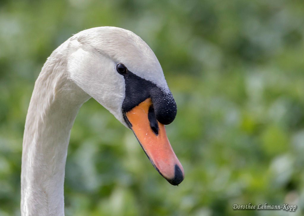 Schwan