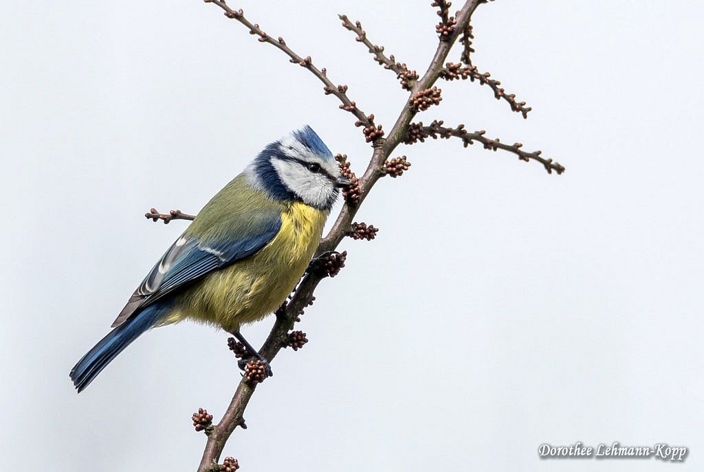 Blaumeise