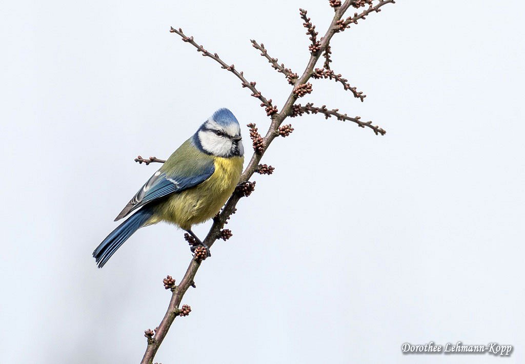 Blaumeise