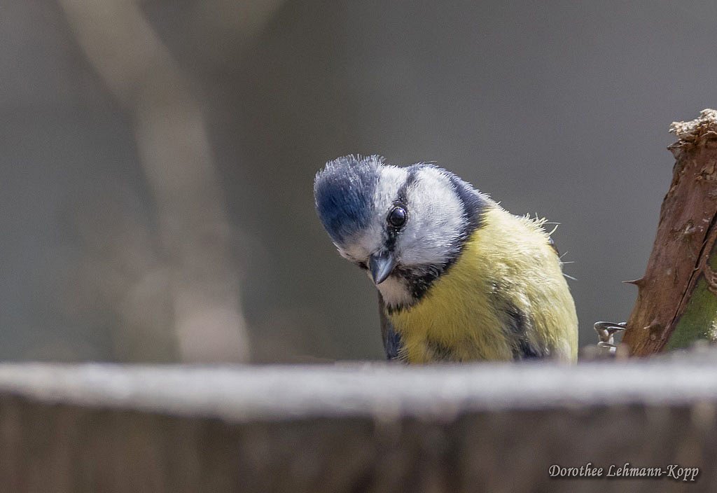 Blaumeise