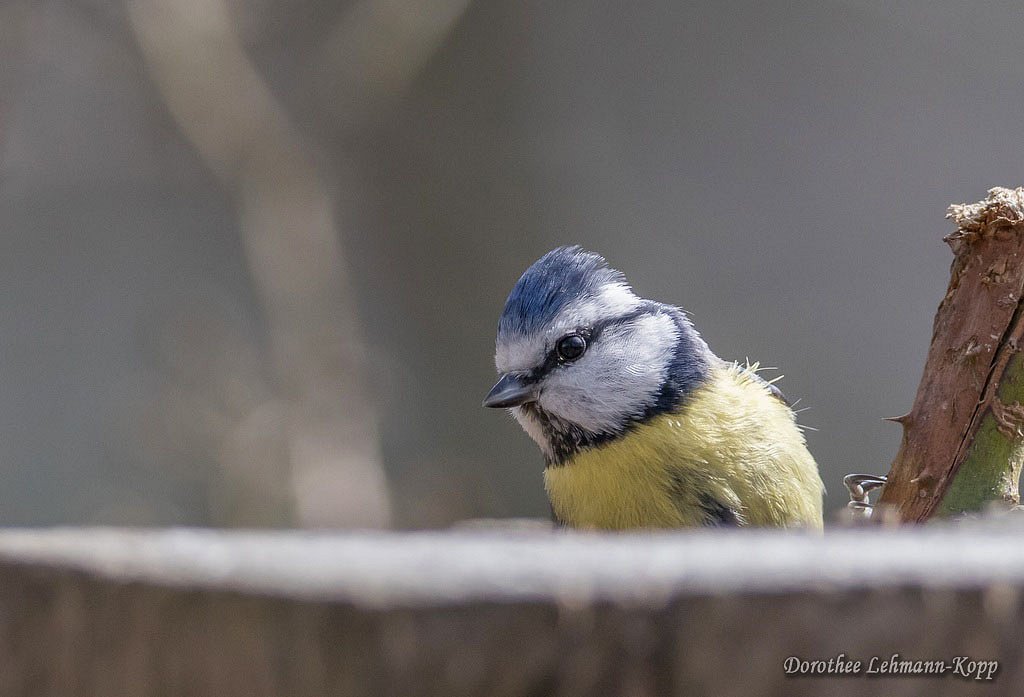 Blaumeise