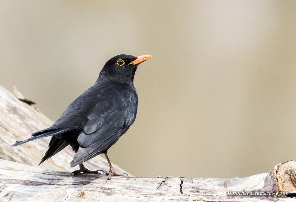 Amsel