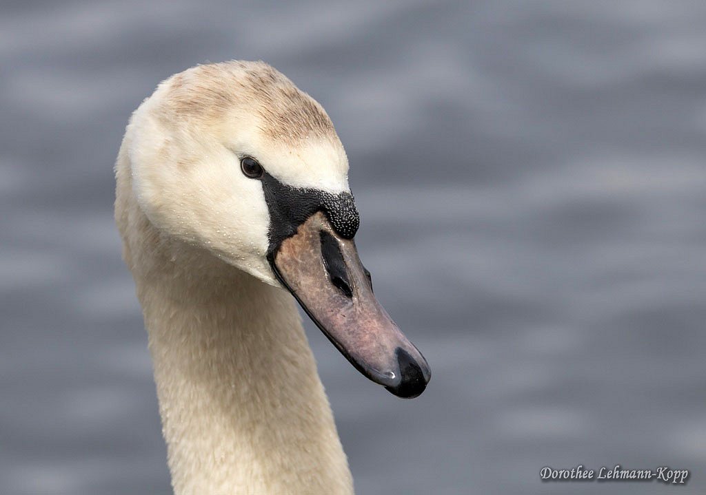 Schwan, ca. 2. LJ