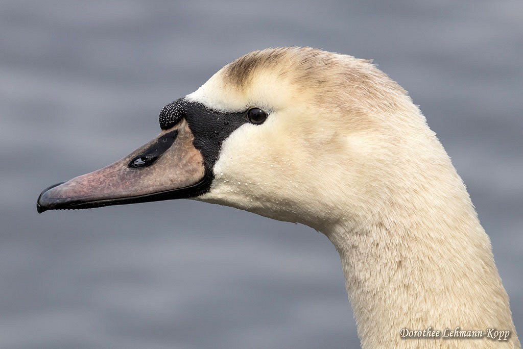 Schwan, ca.2. LJ