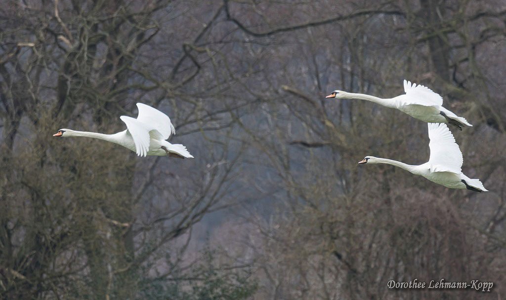 Schwan
