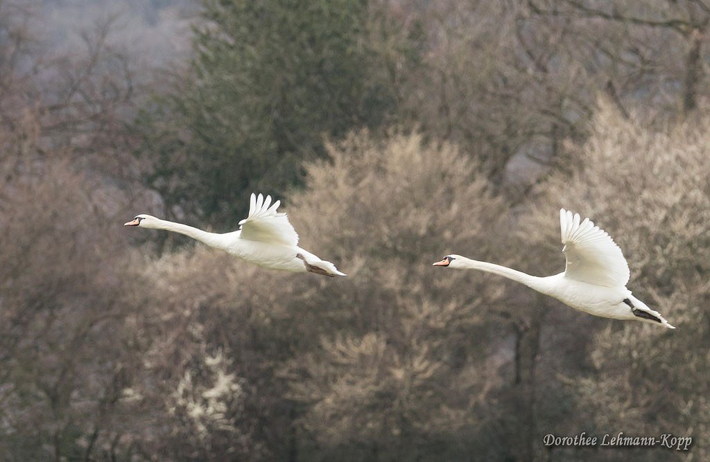 Schwan