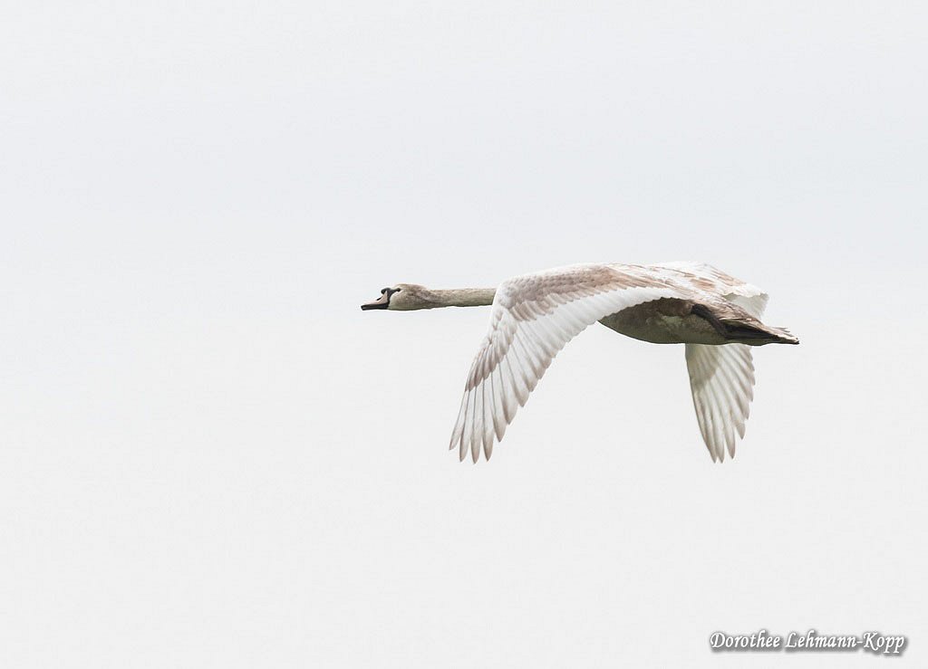 Schwan