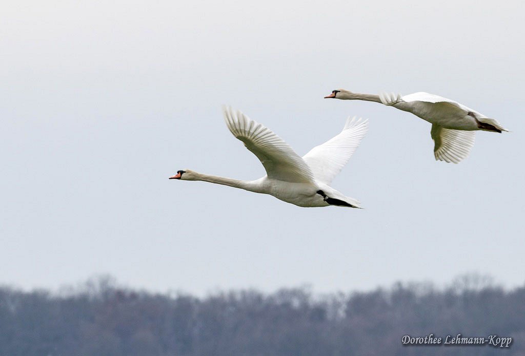 Schwan