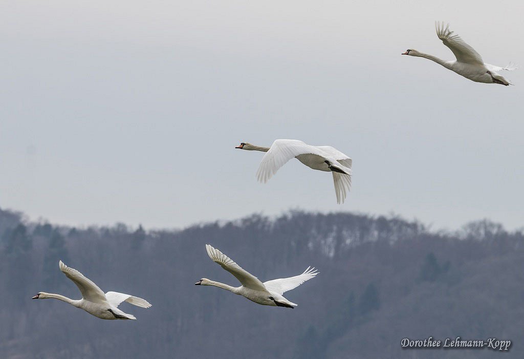 Schwan