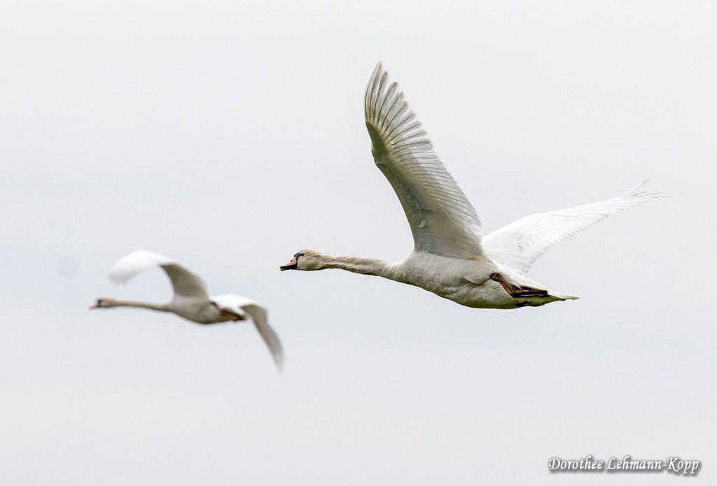 Schwan