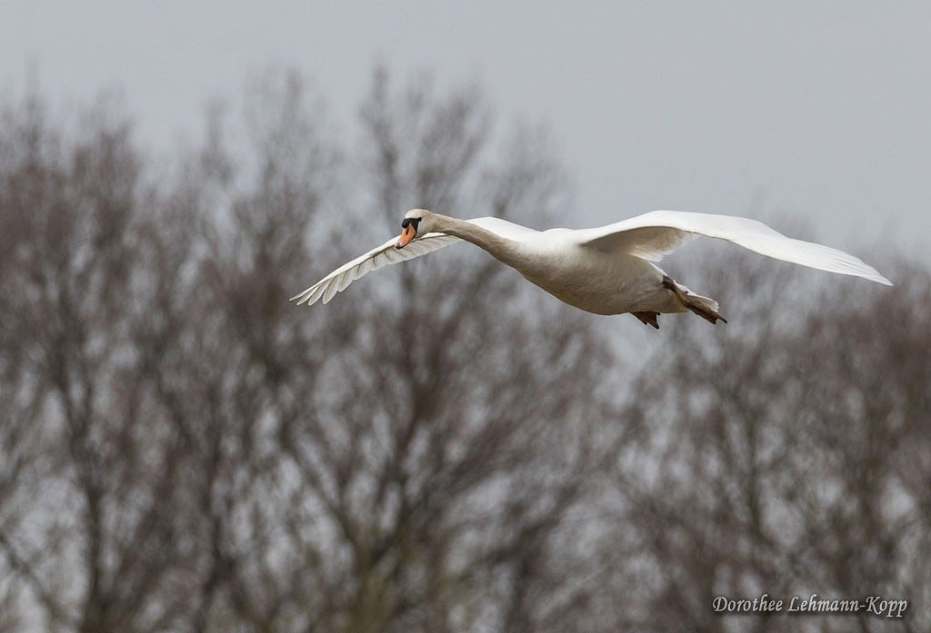Schwan