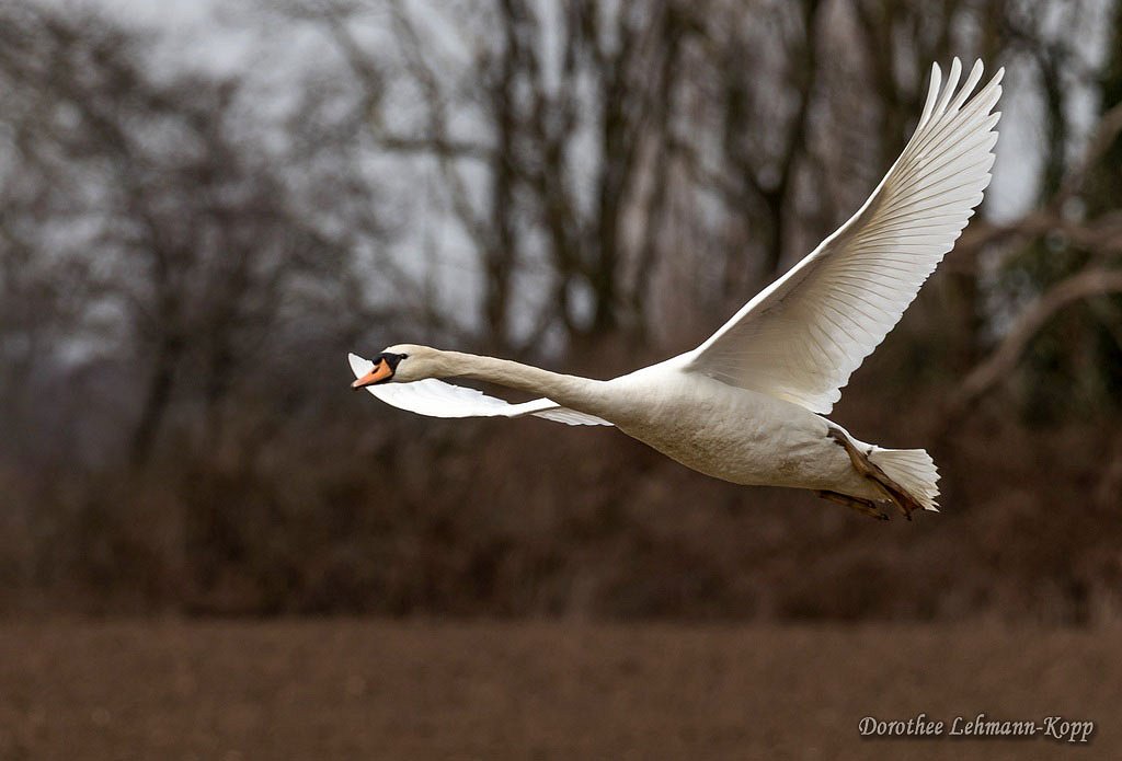 Schwan