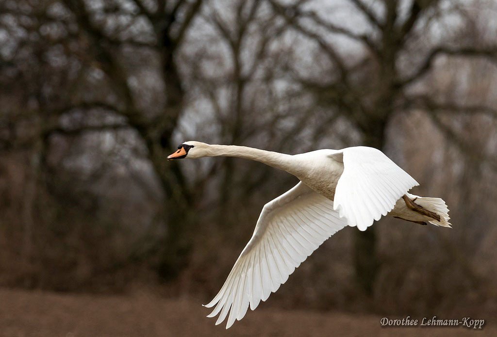 Schwan