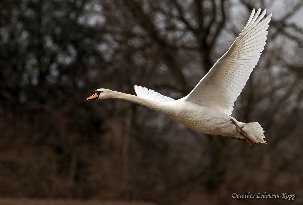 Schwan