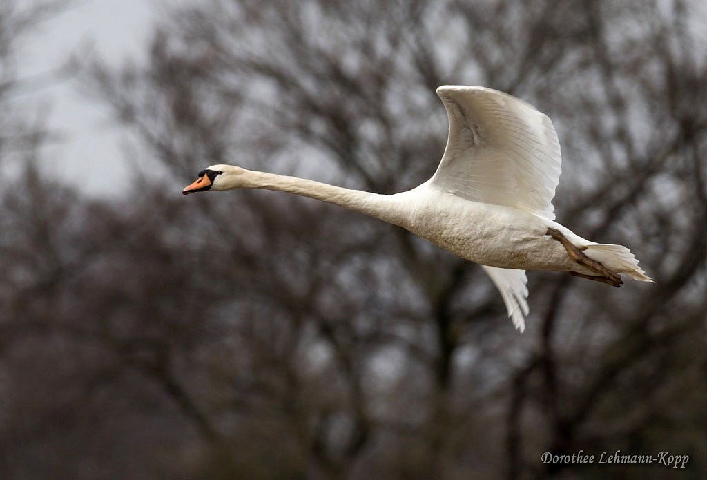 Schwan