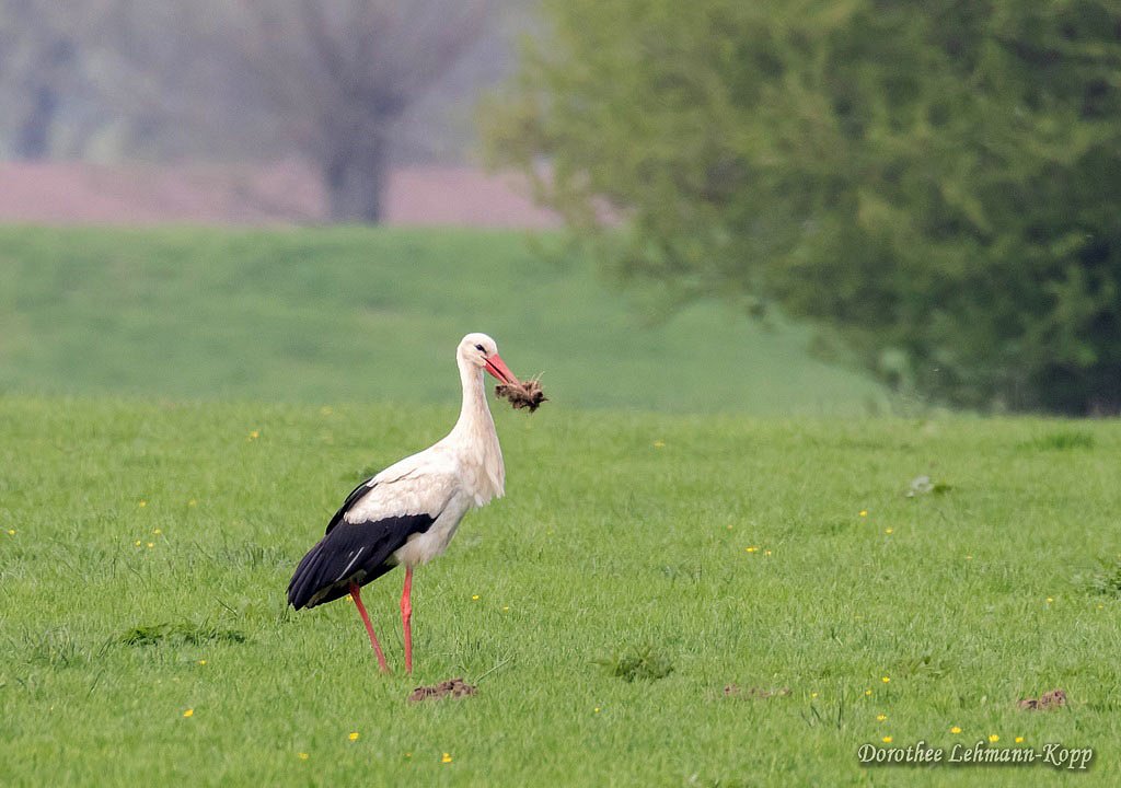 Weißstorch