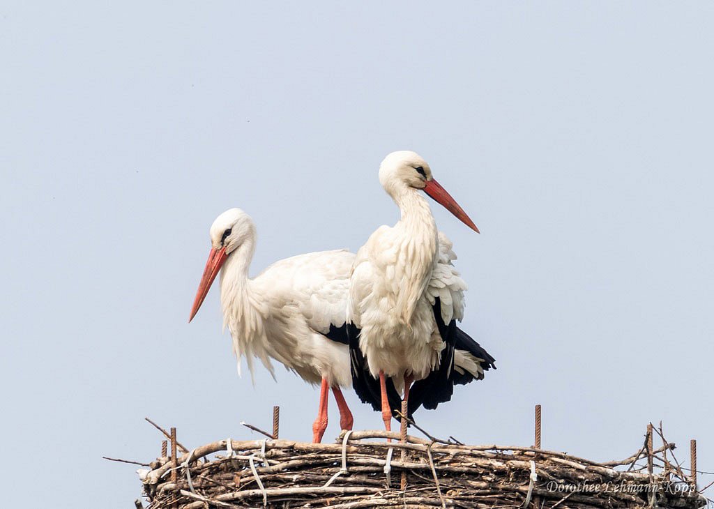 Weißstorch