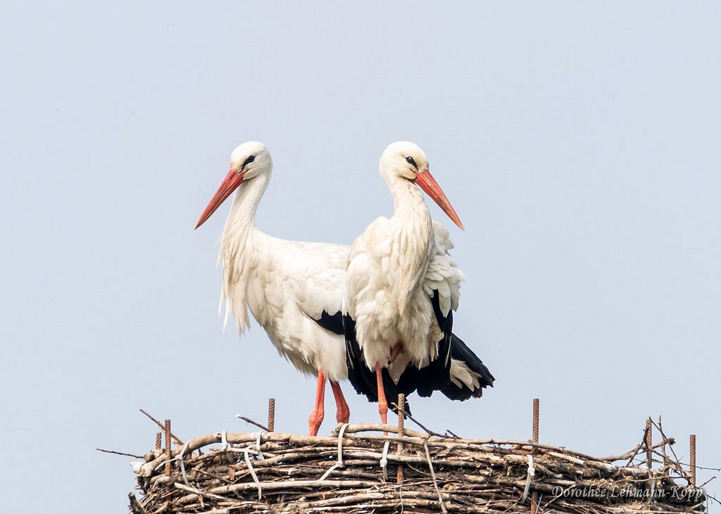 Weißstorch