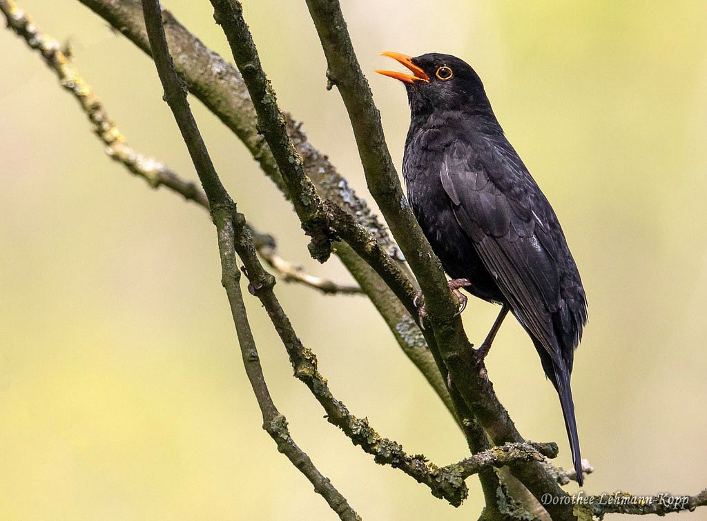Amsel m 