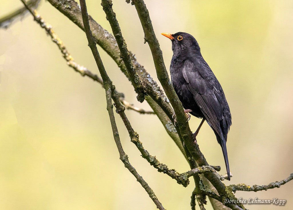 Amsel m 