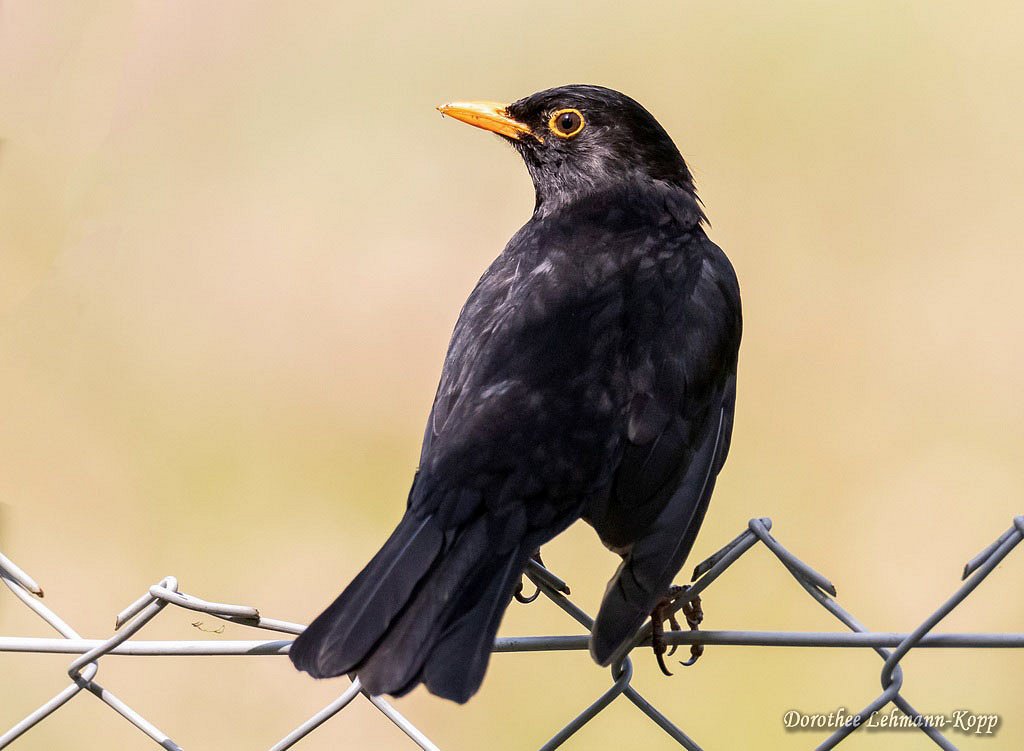 Amsel m 