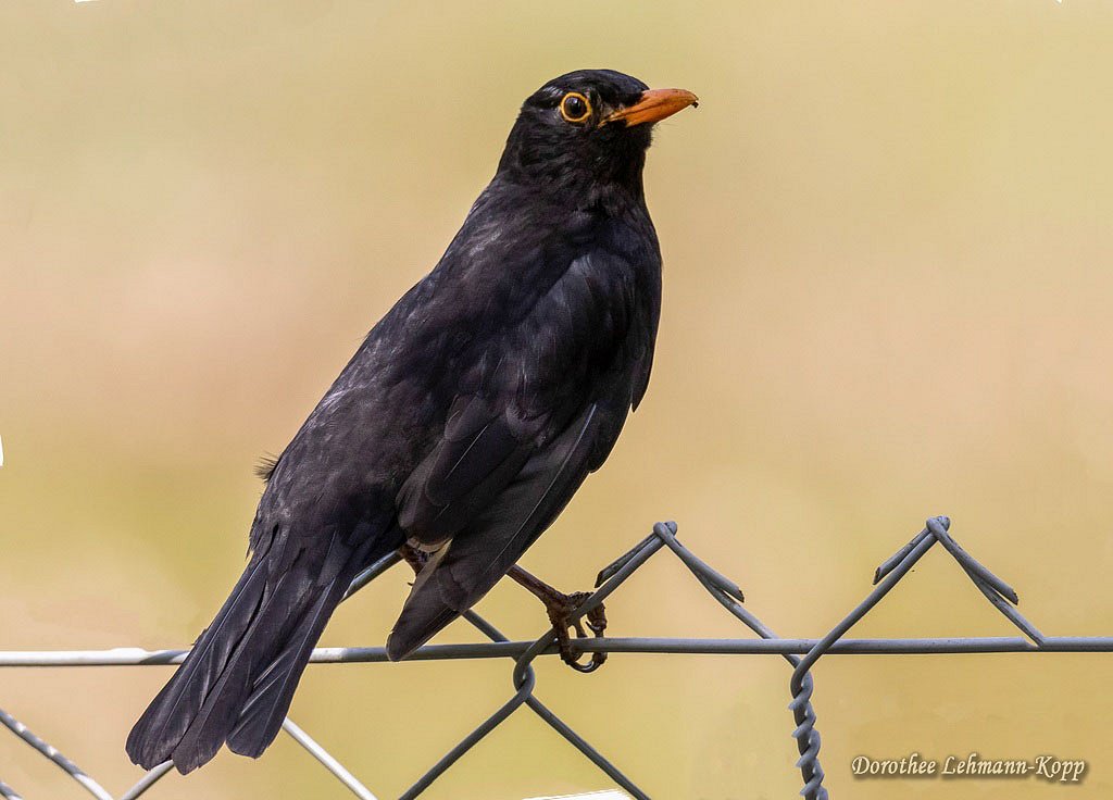 Amsel m 