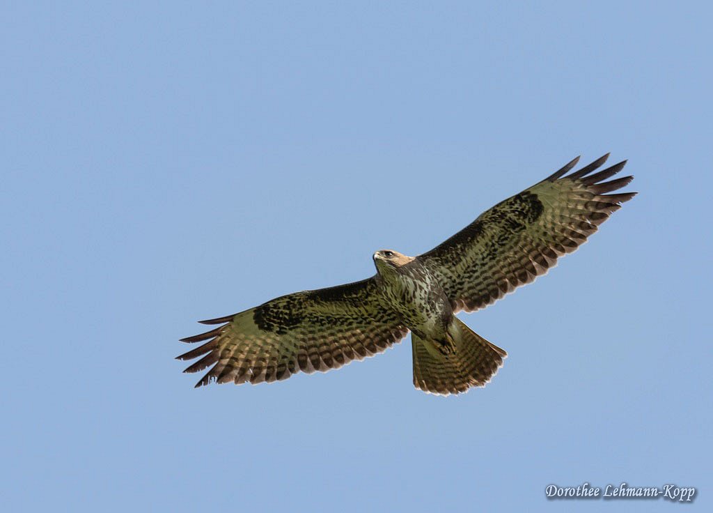 Maeusebussard