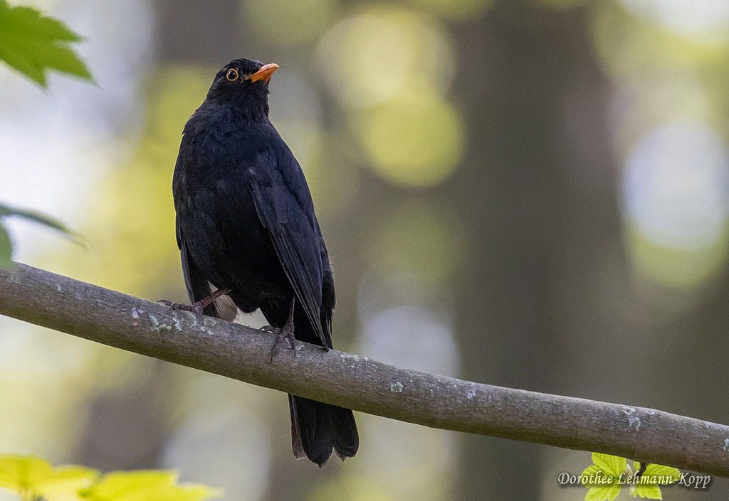 Amsel m 