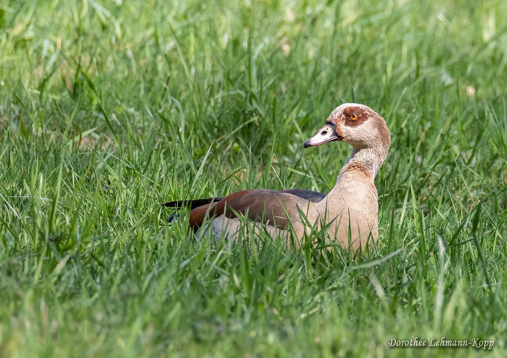 Nilgans