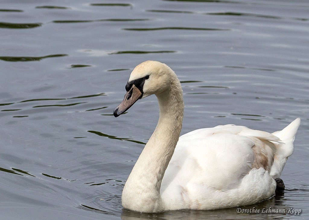 Hoeckerschwan