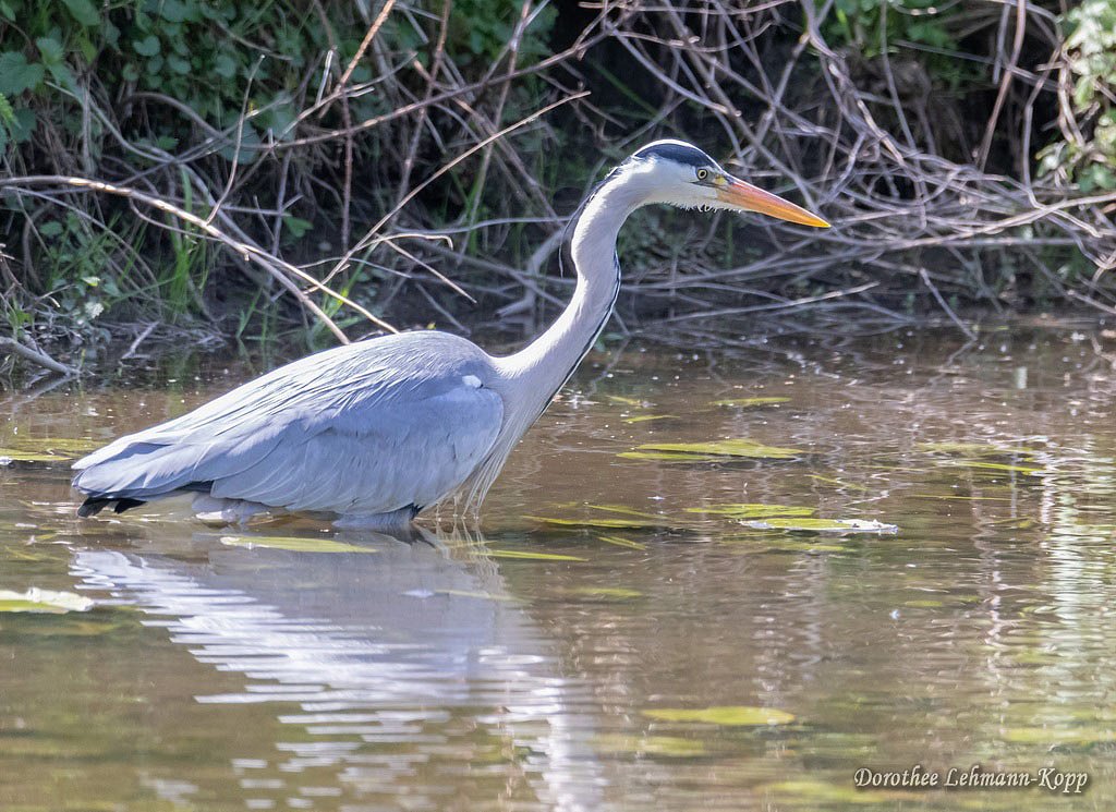Graureiher adult