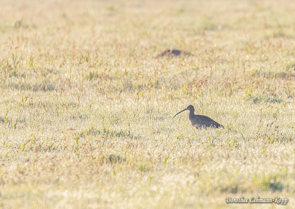 Großer Brachvogel