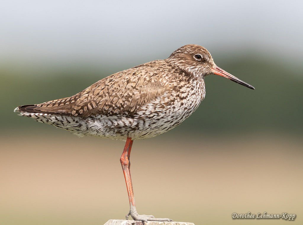 Rotschenkel