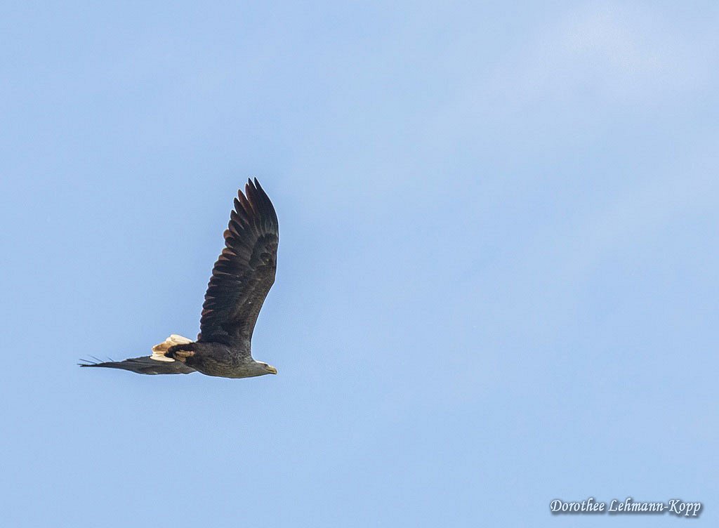 Seeadler, Belegbild