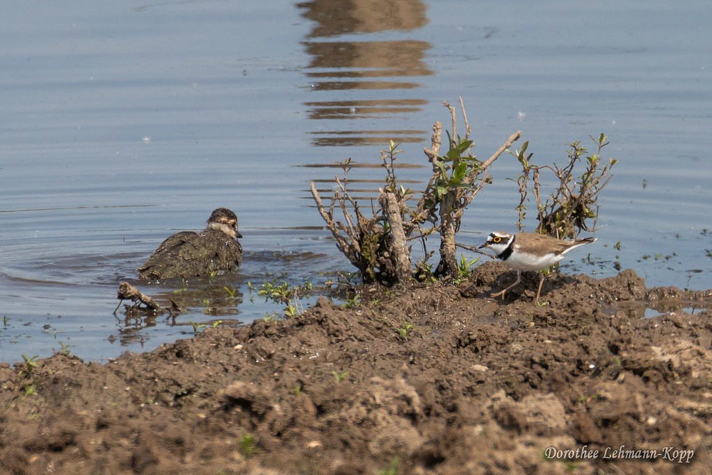 Kiebitz juvenil, Flussregenpfeifer, Belegbild