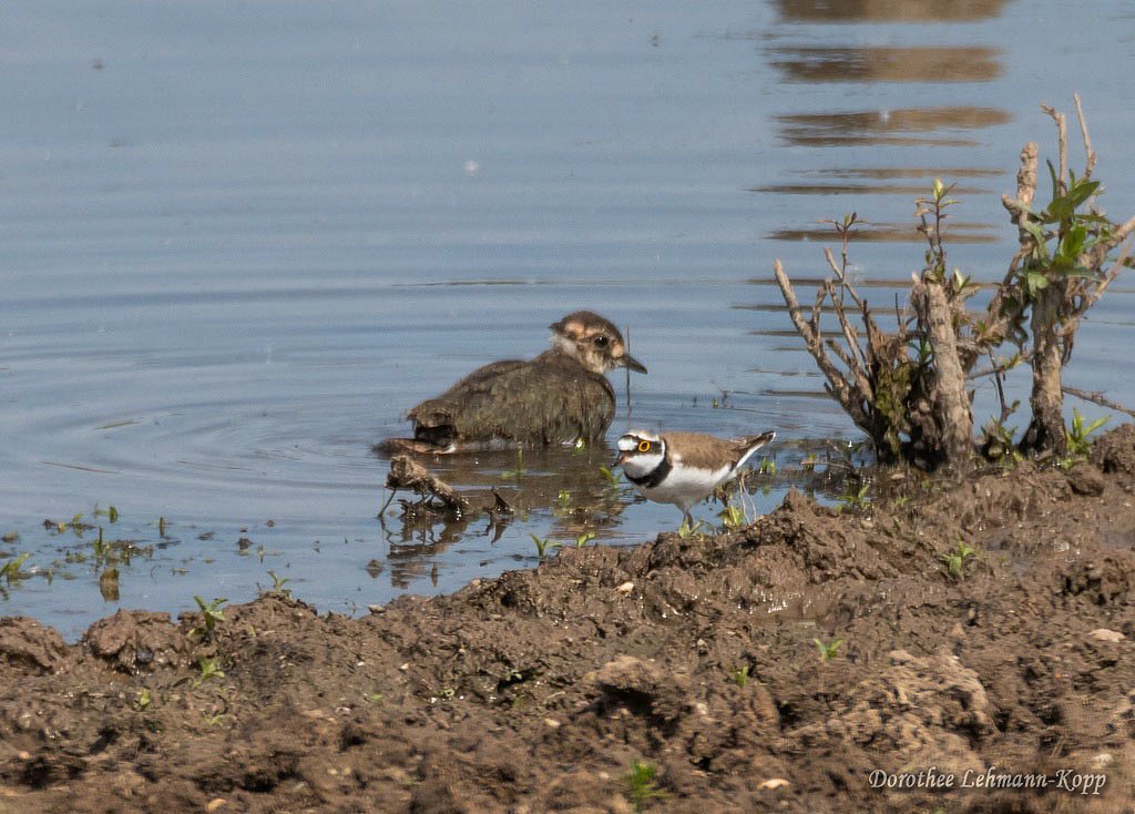 Kiebitz juvenil, Flussregenpfeifer, Belegbild