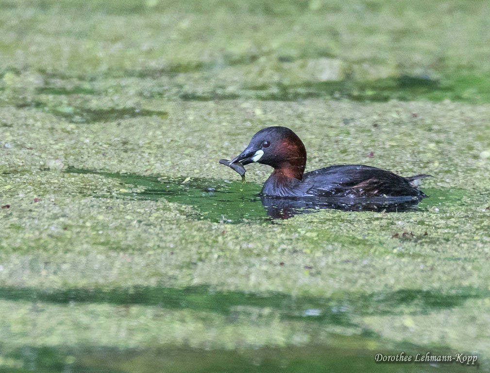 Zwergtaucher