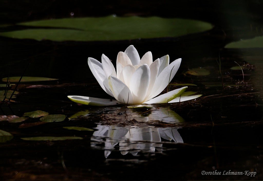 Seerose