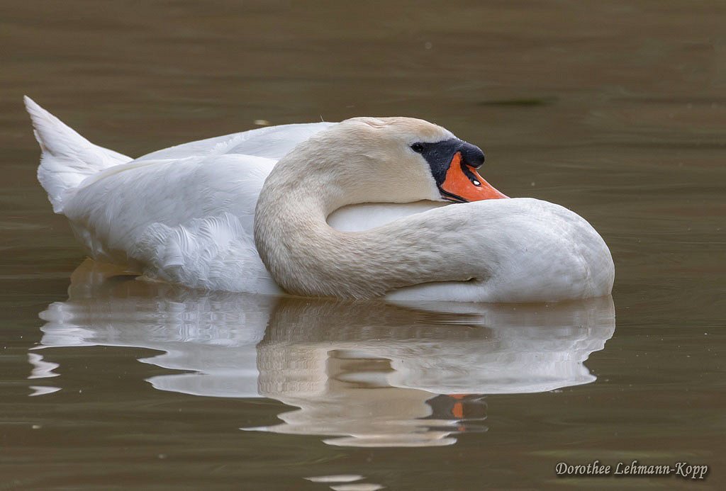Hoeckerschwan