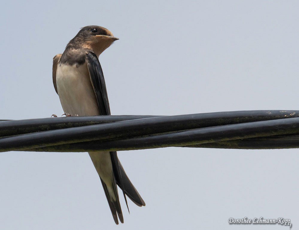 Rauchschwalbe juv