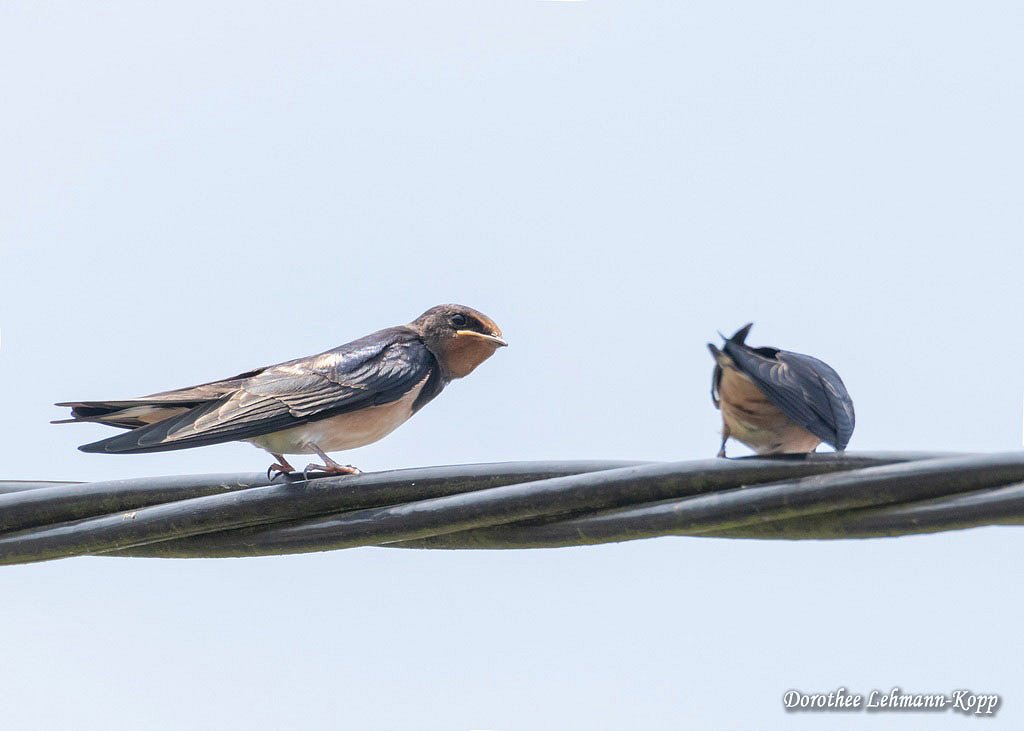 Rauchschwalbe juv
